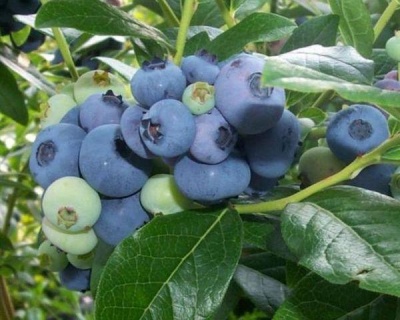 Голубика "Торо (Toro)"