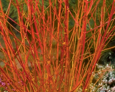 Дерен красный "Грин Лайт" (Green Light)