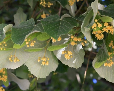 Липа войлочная "Брабант"