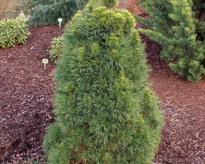 Сосна обыкновенная "Глобоза Виридиз"