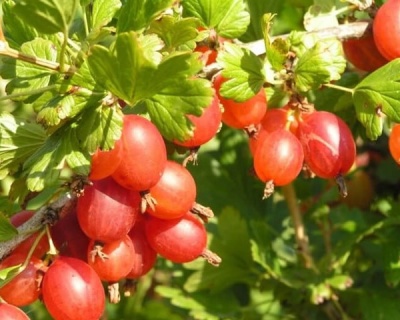 Крыжовник "Машека"