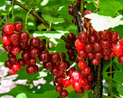 Смородина "Рондом"