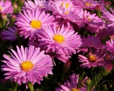 Астра кустарниковая "Антон Киппенберг"