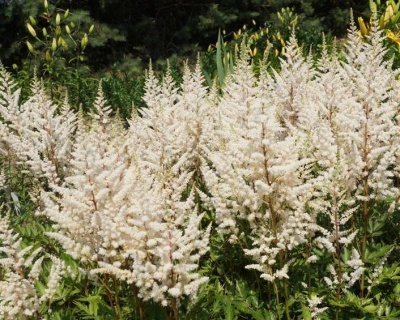 Астильба Арендса "Иррлихт"