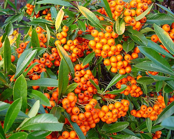 Пираканта "Оранж Глоу"