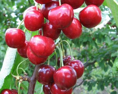 Черешня колоновидная "Хелена"