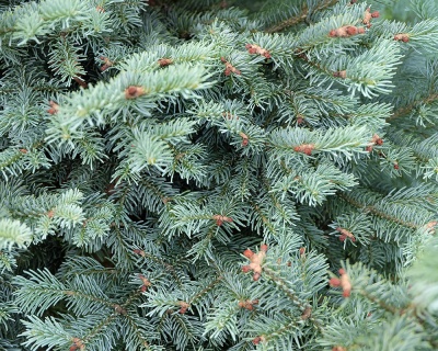 Пихта одноцветная "Компакта"