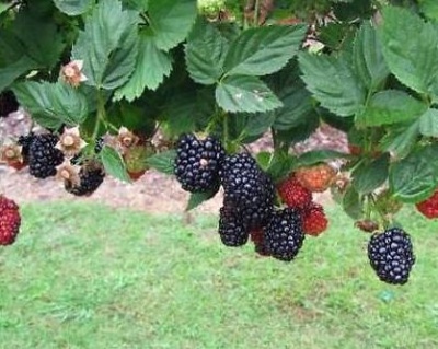 Ежевика "Киова"