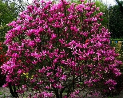 Магнолия "Нигра"