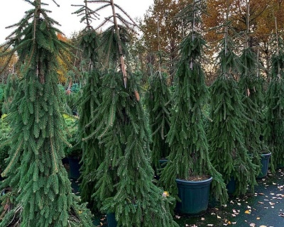 Ель обыкновенная "Инверса"