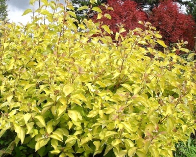 Дерен белый "Ауреа" (Aurea)