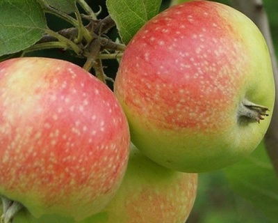 Яблоня "Елена"