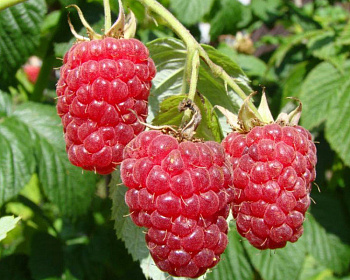 Малина "Херитейдж"