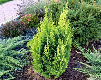 Кипарисовик Лавсона "Алюмиголд"