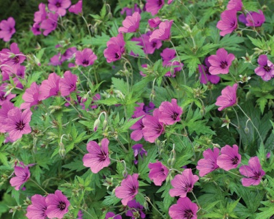 Герань "Энн Фолкард"