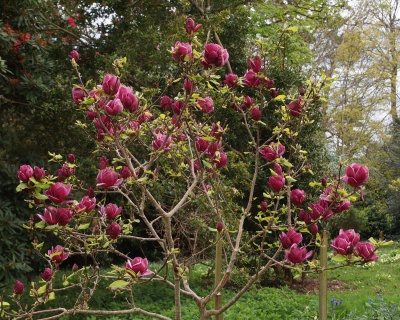 Магнолия "Дженни"