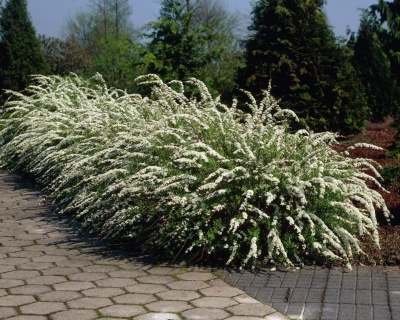 Спирея серая "Грефшейм"