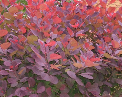 Скумпия "Грейс" (Grace)