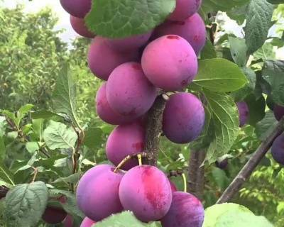 Слива "Деликатная"