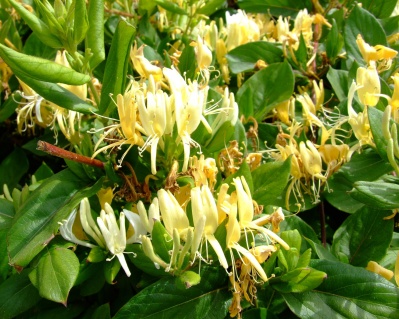 Жимолость японская "Халиана" (P-9)