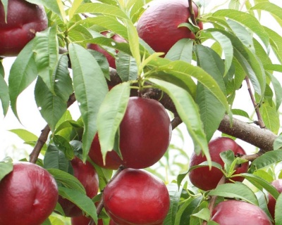 Нектарин "Фантазия"