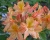 Азалия крупноцветковая "Голден Лайтс"