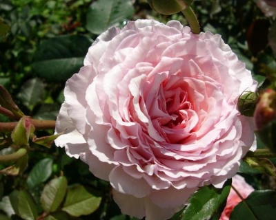 Пионовидная Роза «Джеймс Гелвей»