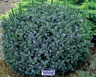 Ель сербская "Пимоко"