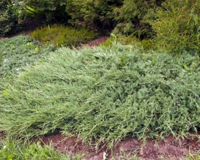 Можжевельник горизонтальный "Джейд Ривер"