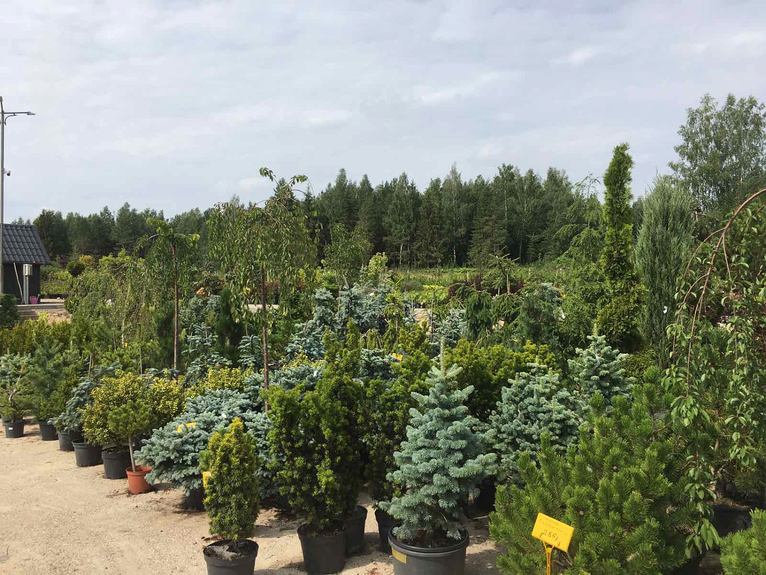 Питомник "ZelenSad"