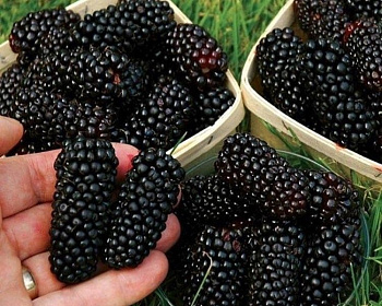 Шелковица "Шелли-150"