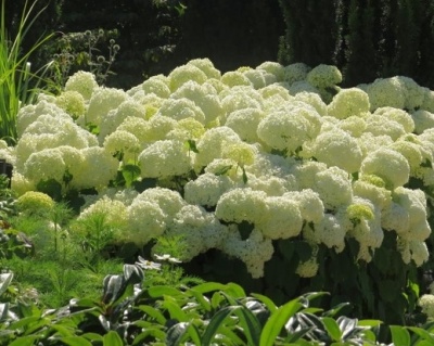 Гортензия древовидная "Баунти"(Вounty)