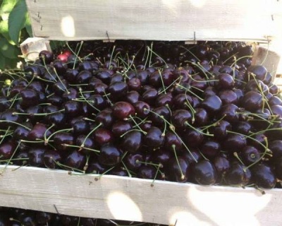 Черешня "Кордия"