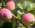Яблоня колоновидная "Триумф"