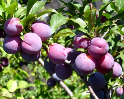 Слива колоновидная «Империал»