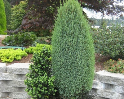 Можжевельник Обыкновенный "Компресса"