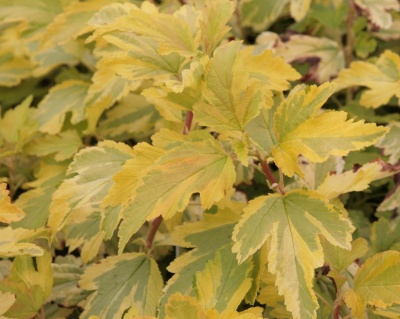 Пузыреплодник "Эннис Голд " (Anny`s Gold)