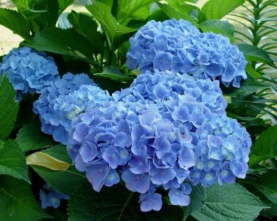 Гортензия крупнолистная Эрли Блю (Early Blue)