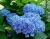 Гортензия крупнолистная Эрли Блю (Early Blue)