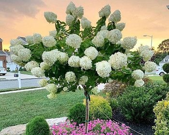 Гортензия метельчатая "Грандифлора" (штамбовая форма)
