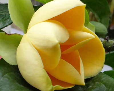 Магнолия "Хоней Тулип"