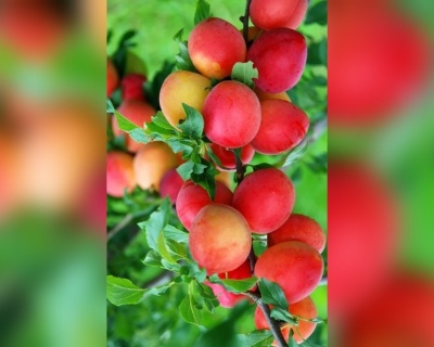 Слива колоновидная "Оленька"