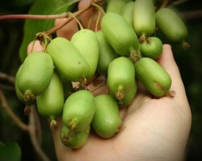 Актинидия Аргута "Джамбо" (двудомная)