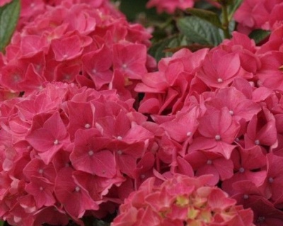 Гортензия крупнолистная "Альпенглюхен" (Alpengluhen)