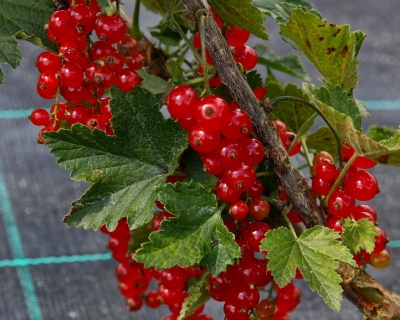 Смородина "Рондом"