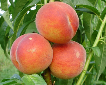 Персик кустовой "Воронежский"