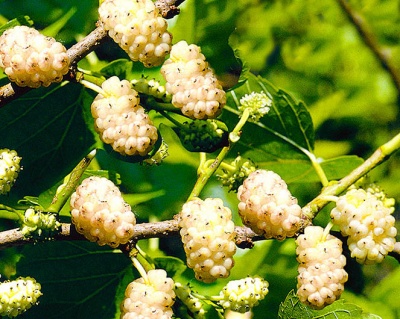 Шелковица "Белая Медовая"