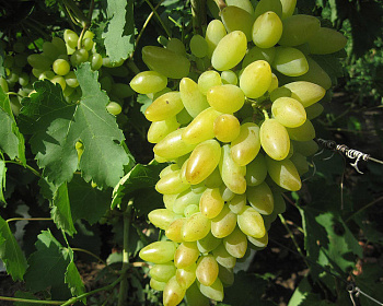 Виноград "Тимур"