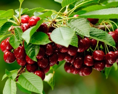 Черешня колоновидная "Хелена"