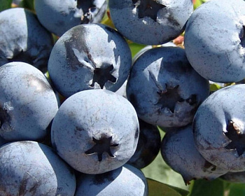 Голубика "Дарроу (Darrow)"